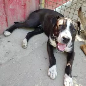 Sheriff - adoptovaný