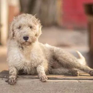 Tico - adoptovaný