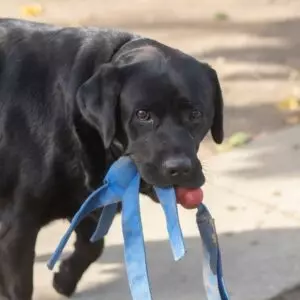 Max - adoptovaný