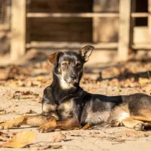 Bona - adoptovaná