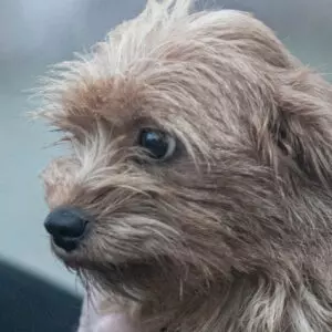 Sunny - adoptovaná