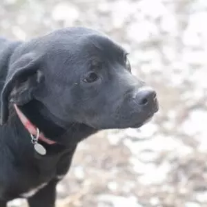 Tilly - adoptovaná