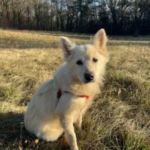 Monty - adoptovaný