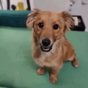 Riky - adoptovaný