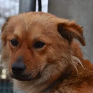 Buchtík - adoptovaný