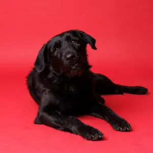 Wanda - adoptovaná