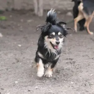 Willy - adoptovaný