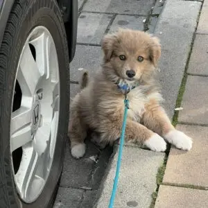 Milo - adoptovaný