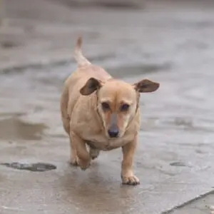 Rita III - adoptovaná