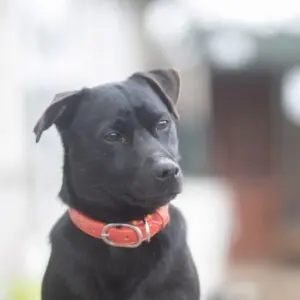 Robi - adoptovaný