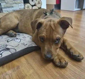 Ricky - adoptovaný