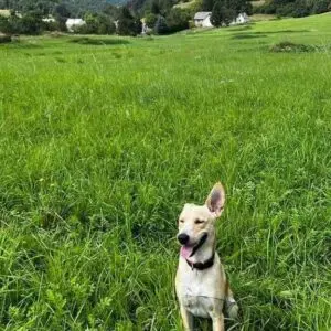 Ricky II - adoptovaný