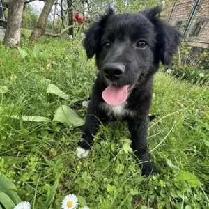 Cora - adoptovaná