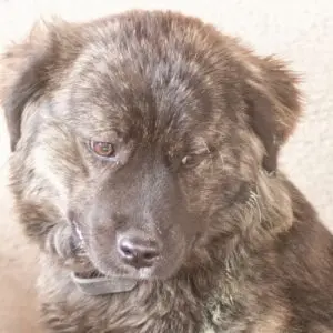 Brixi - adoptovaná