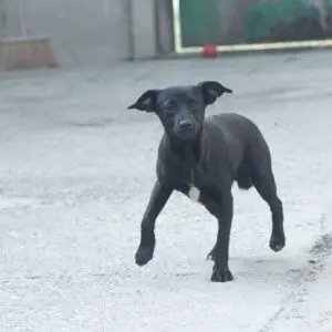 Rolli - adoptovaný