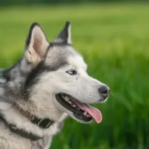 Nanook - rezervovaný