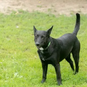 Mirai - adoptovaný