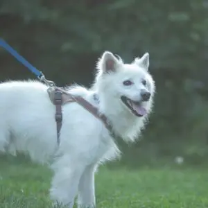 Dagles - adoptovaný