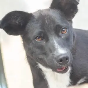 Billy - adoptovaný