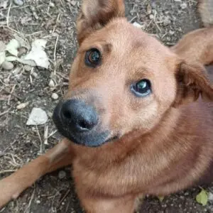 Nemo - adoptovaný