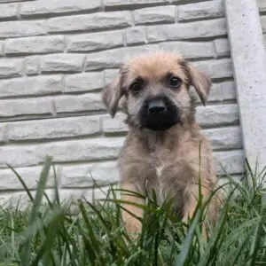 Simba - adoptovaný