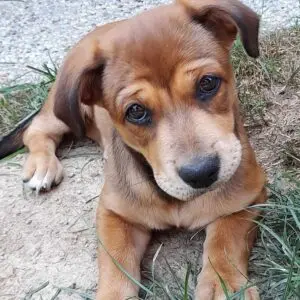 Sara - adoptovaná