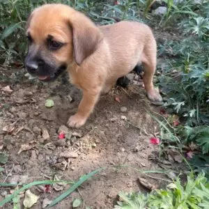 Niko - adoptovaný