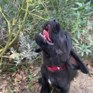 Ruby - adoptovaná