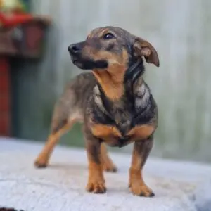 Očko - adoptovovaný
