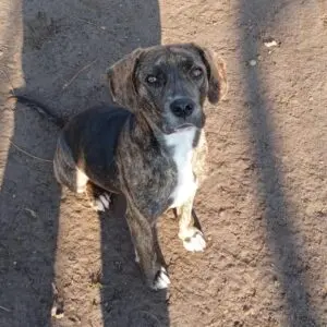 Molly - adoptovaná