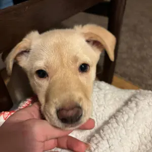 Mia - adoptovaná
