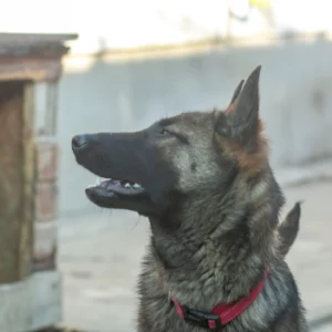 Zafira
